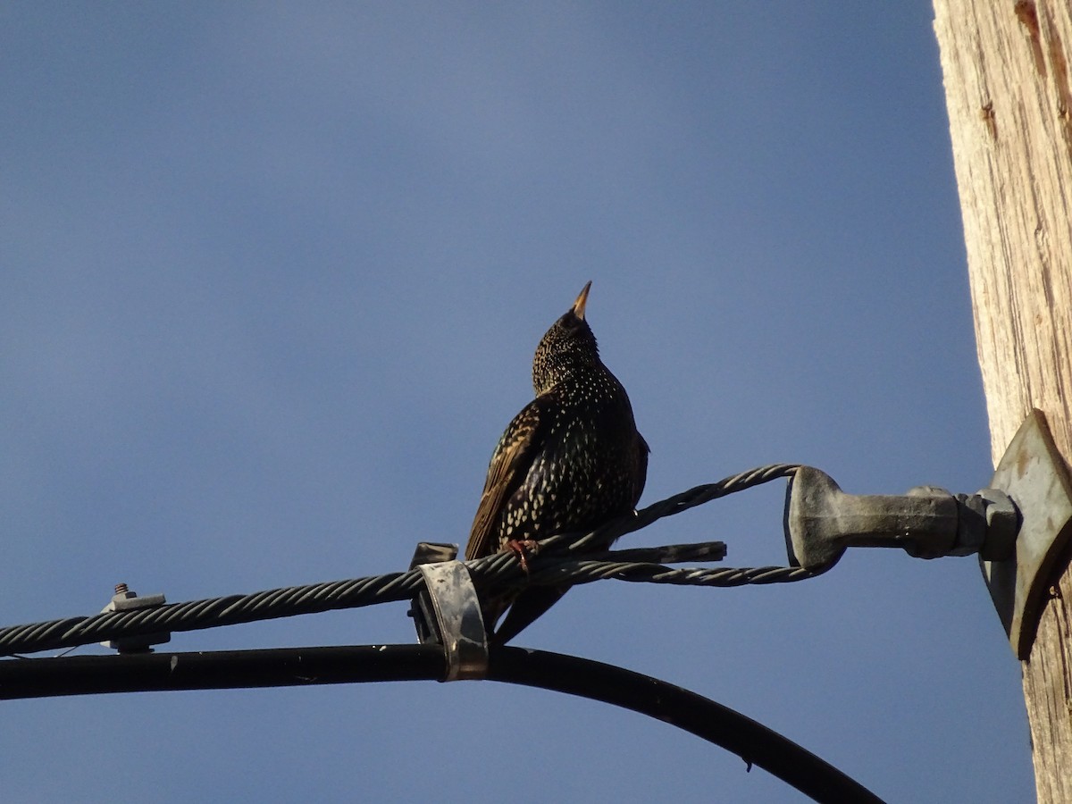 ホシムクドリ - ML649413452