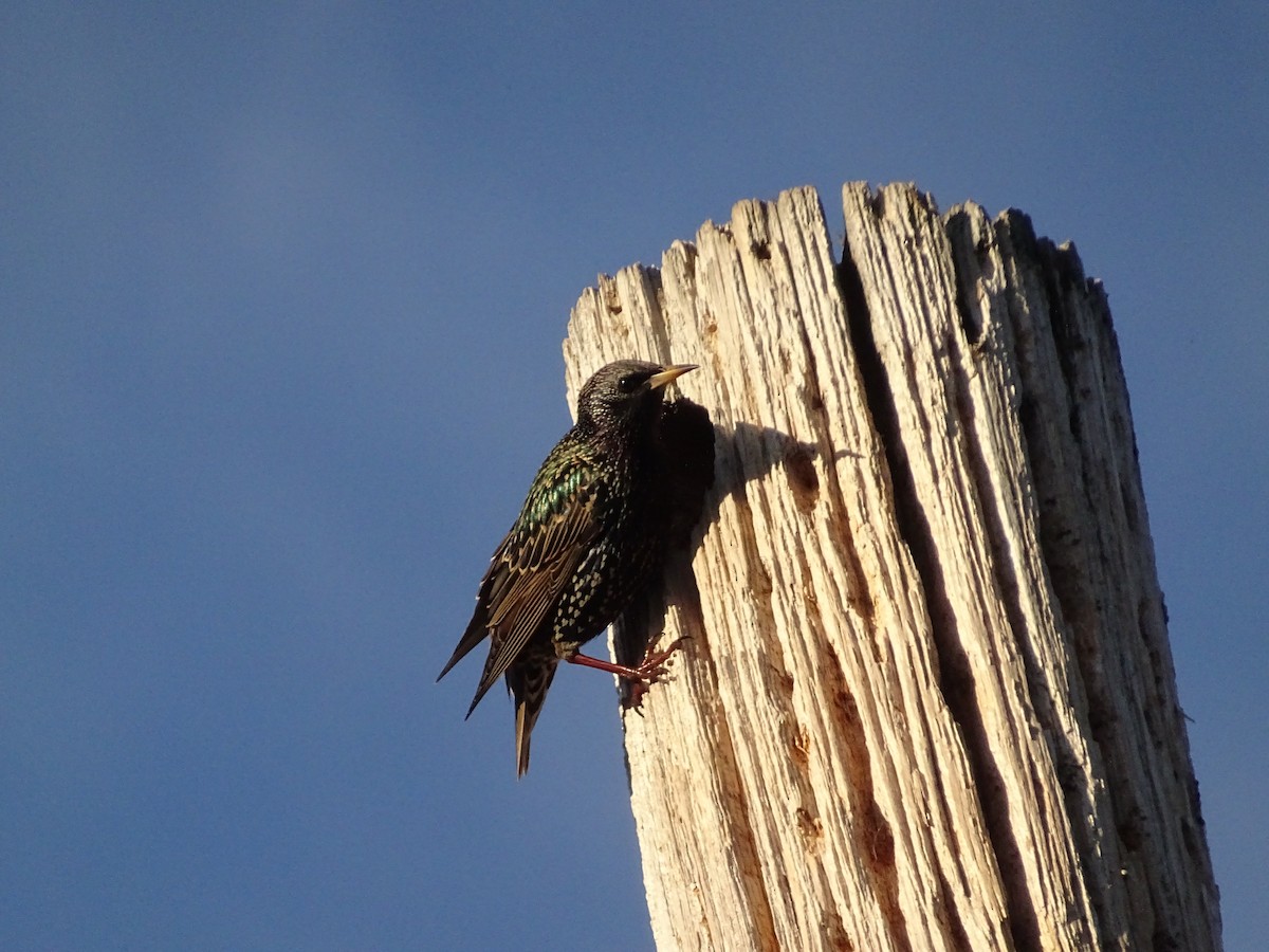 ホシムクドリ - ML649413462