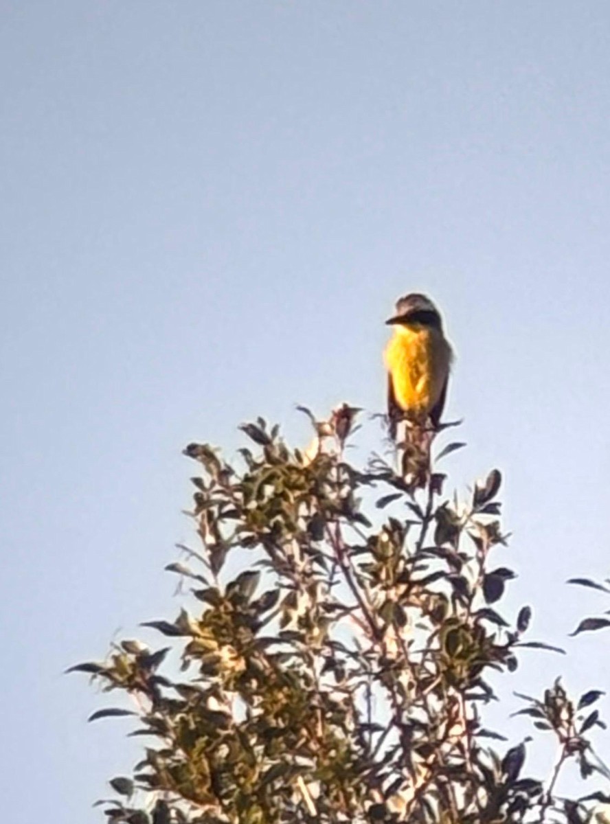 Three-striped Flycatcher - ML649413665