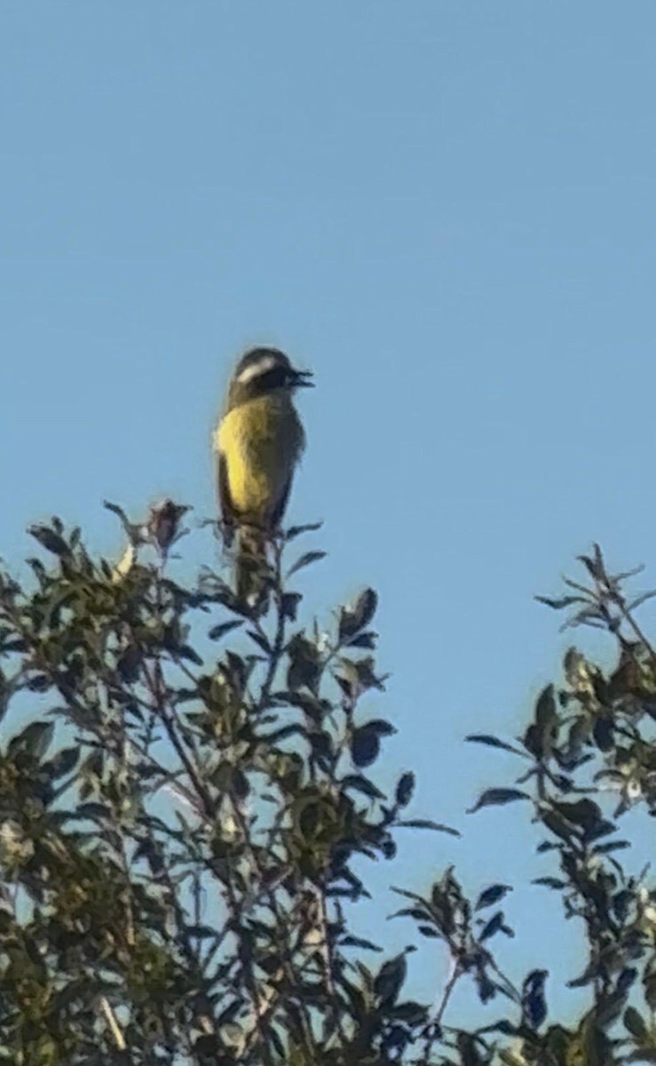 Three-striped Flycatcher - ML649413699