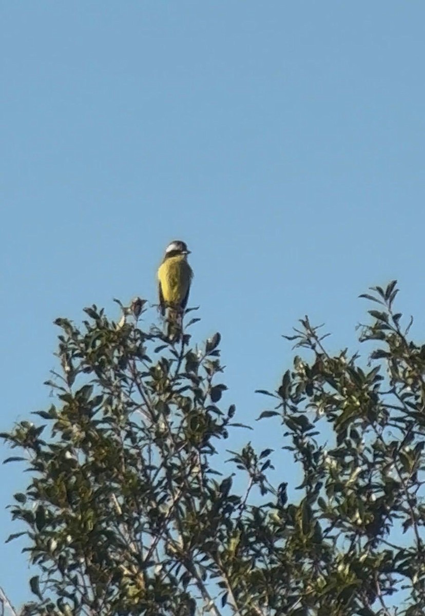 Three-striped Flycatcher - ML649413705