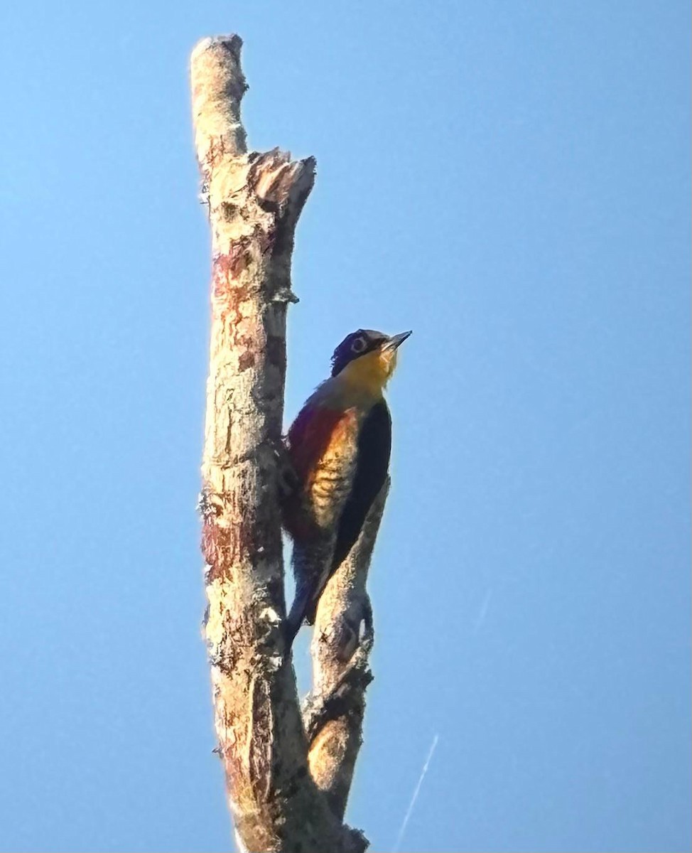 Yellow-fronted Woodpecker - ML649413718