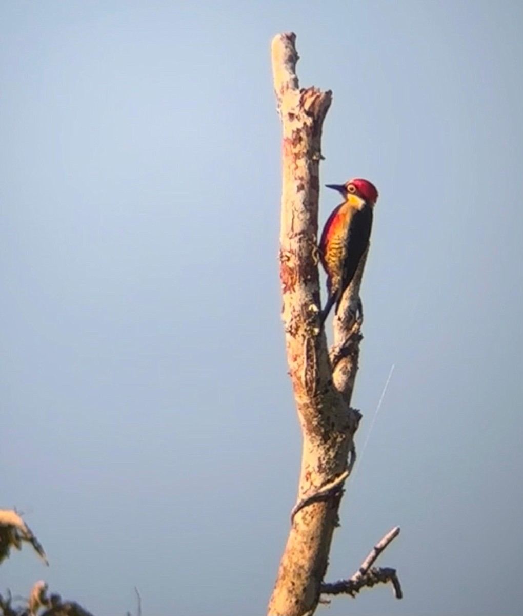 Yellow-fronted Woodpecker - ML649413737
