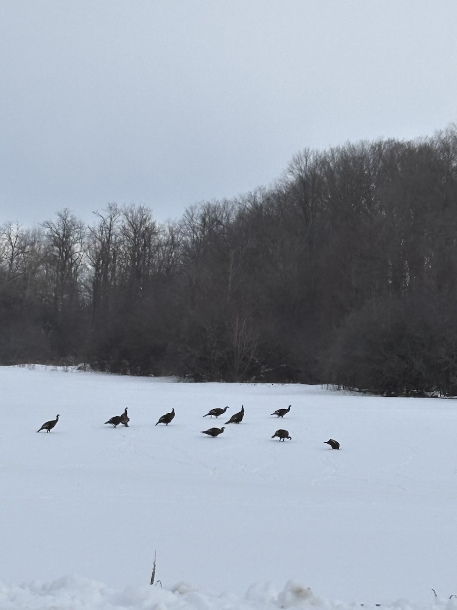 Truthuhn - ML649413872