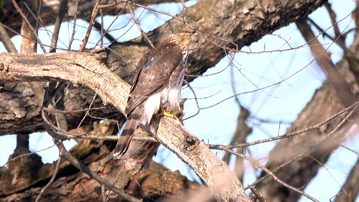 Cooper's Hawk - ML649413906