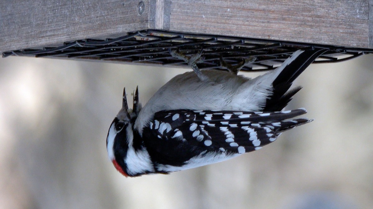 Downy Woodpecker - ML649413928