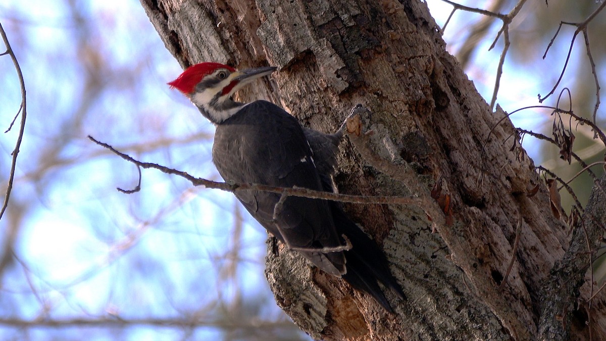 Pileated Woodpecker - ML649413946