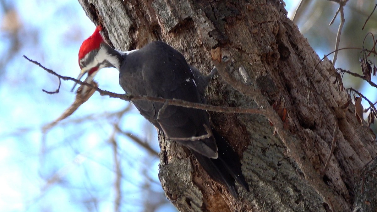 Pileated Woodpecker - ML649413947