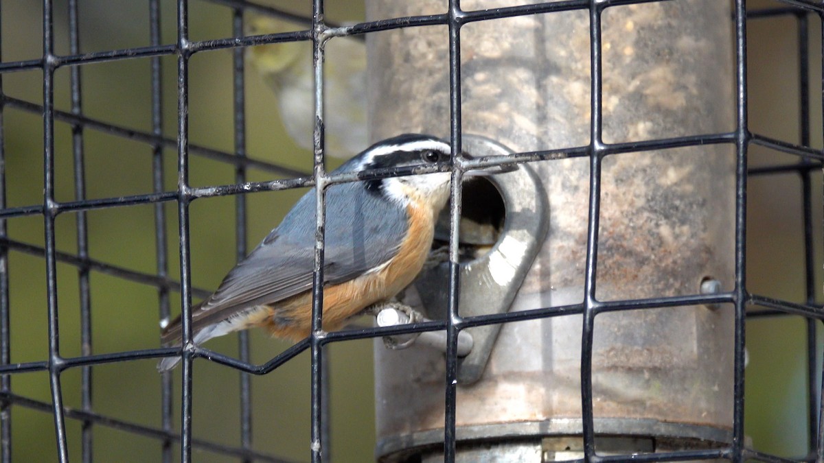 Red-breasted Nuthatch - ML649413971