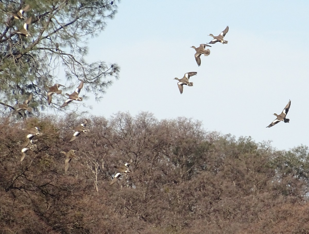 アメリカヒドリ - ML649413973