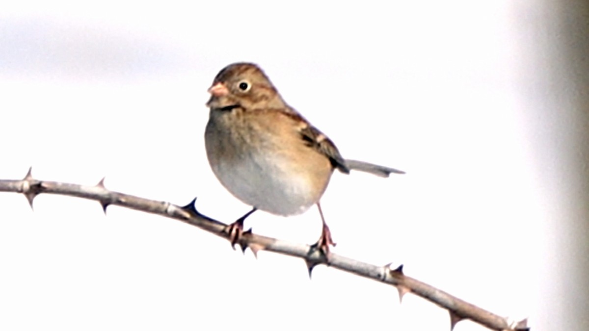 Field Sparrow - ML649414008