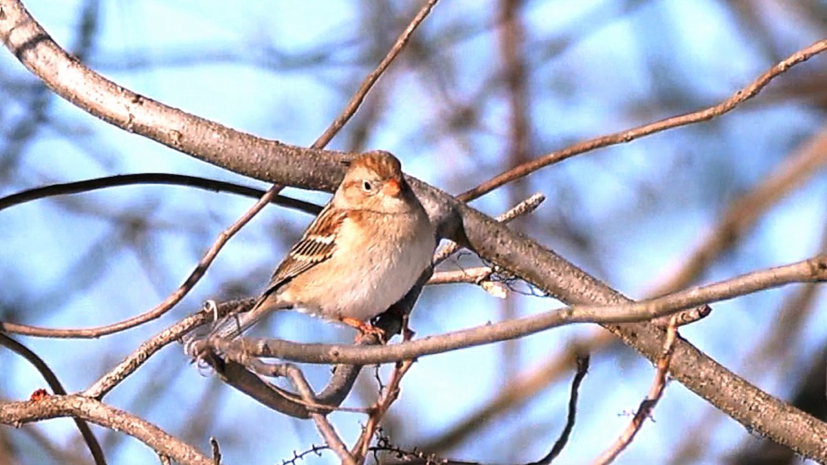 Field Sparrow - ML649414009