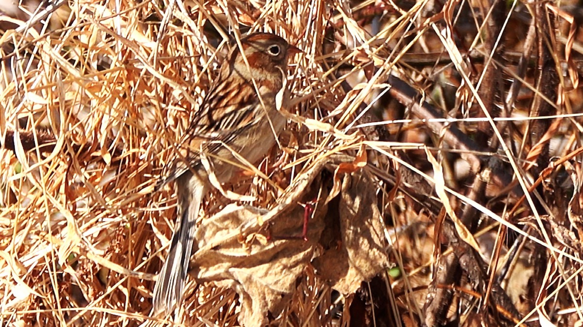 Field Sparrow - ML649414010