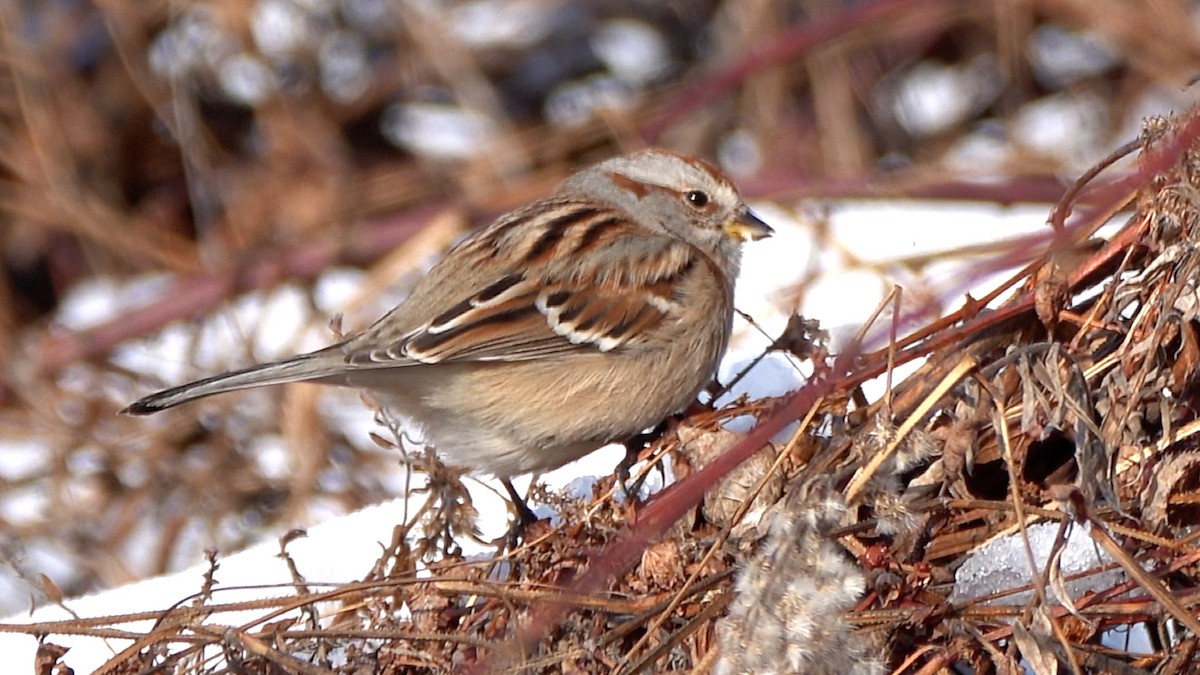 American Tree Sparrow - ML649414025