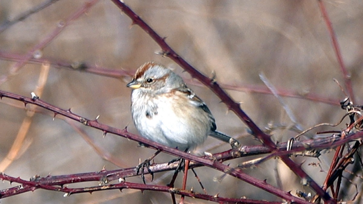 American Tree Sparrow - ML649414026