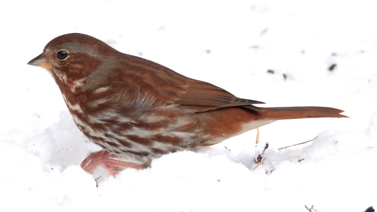 Fox Sparrow - ML649414040