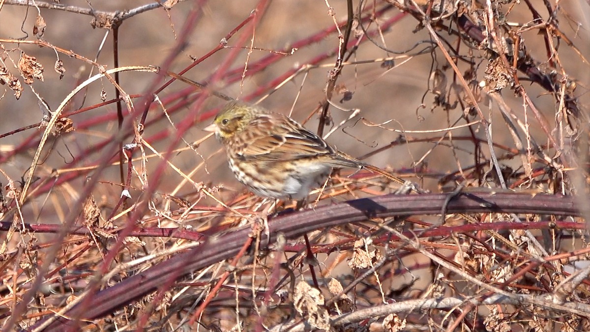 Savannah Sparrow - ML649414057