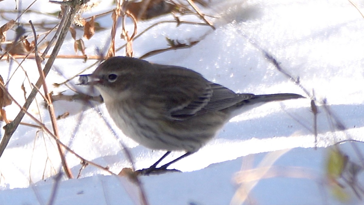 Yellow-rumped Warbler - ML649414085