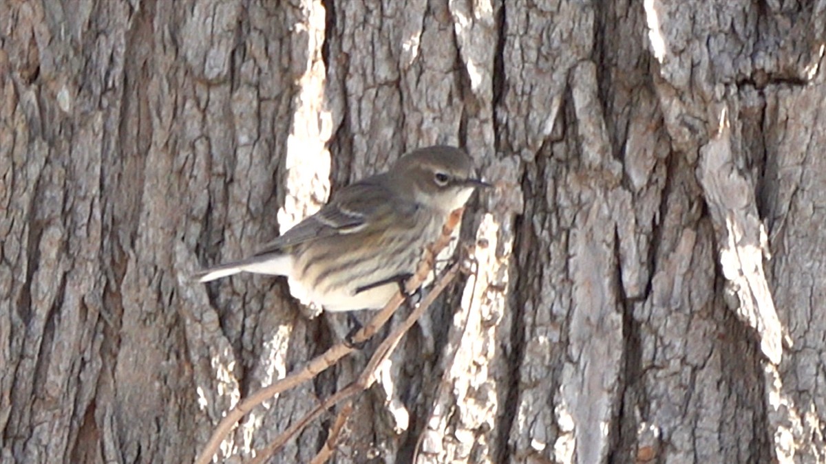 Yellow-rumped Warbler - ML649414086