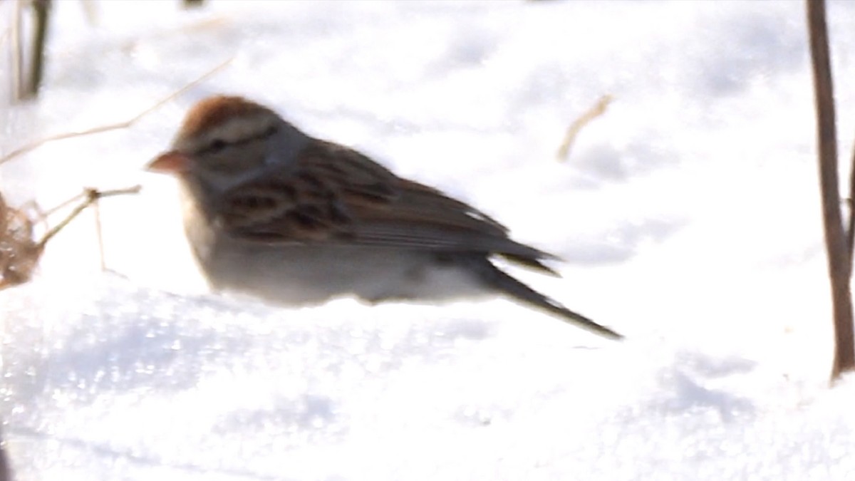 Chipping Sparrow - ML649414137