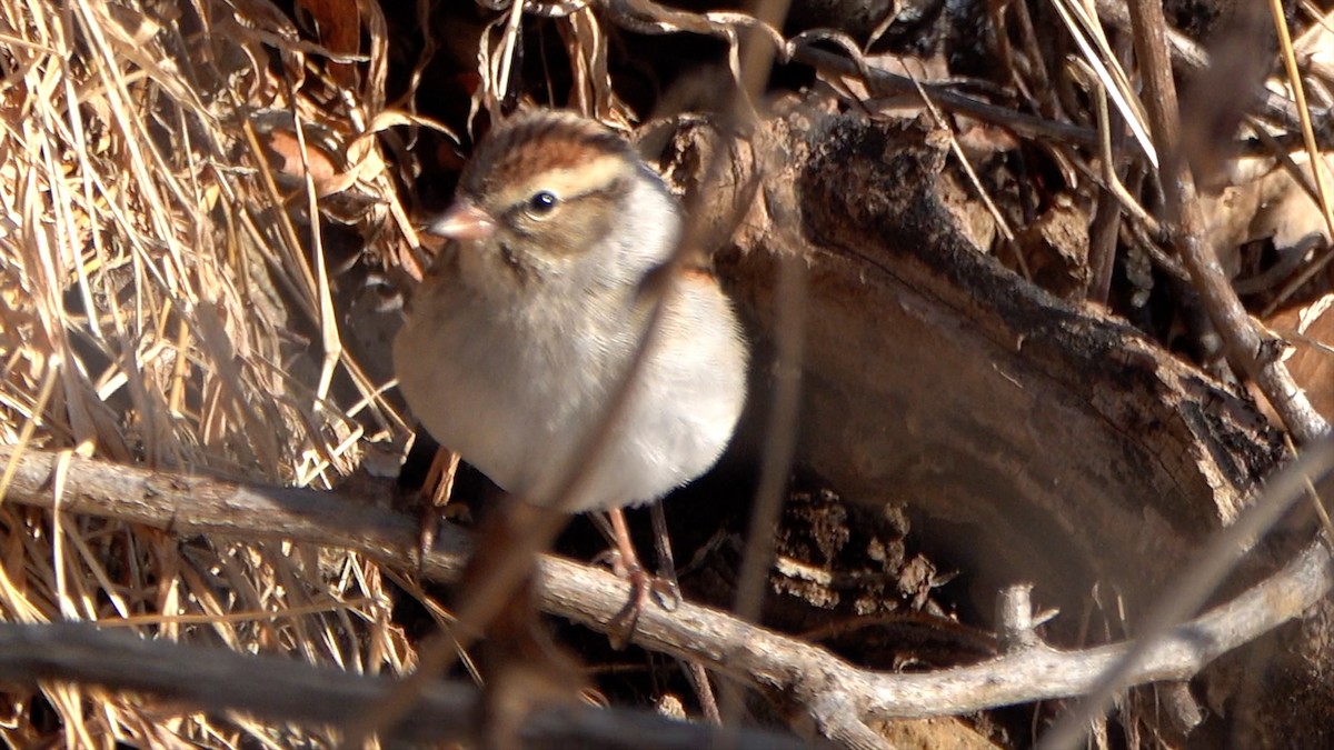Chipping Sparrow - ML649414138