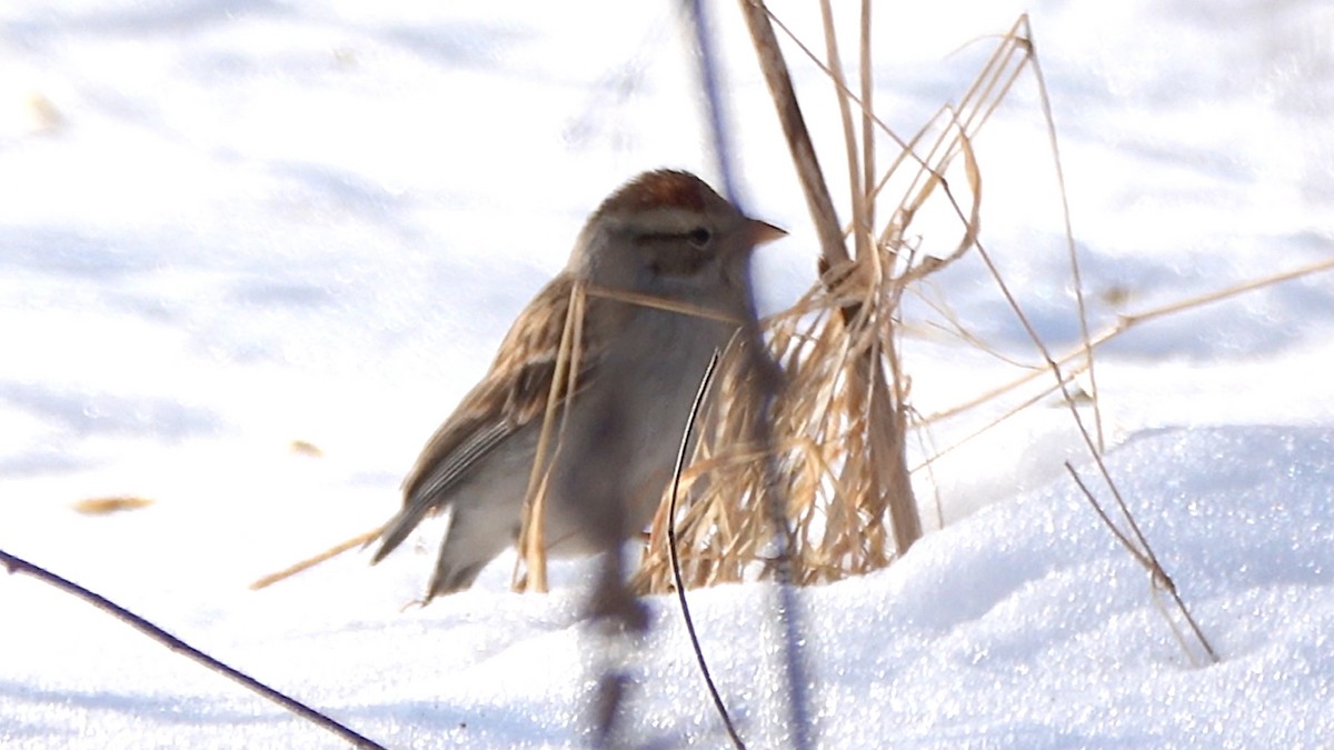 Chipping Sparrow - ML649414139