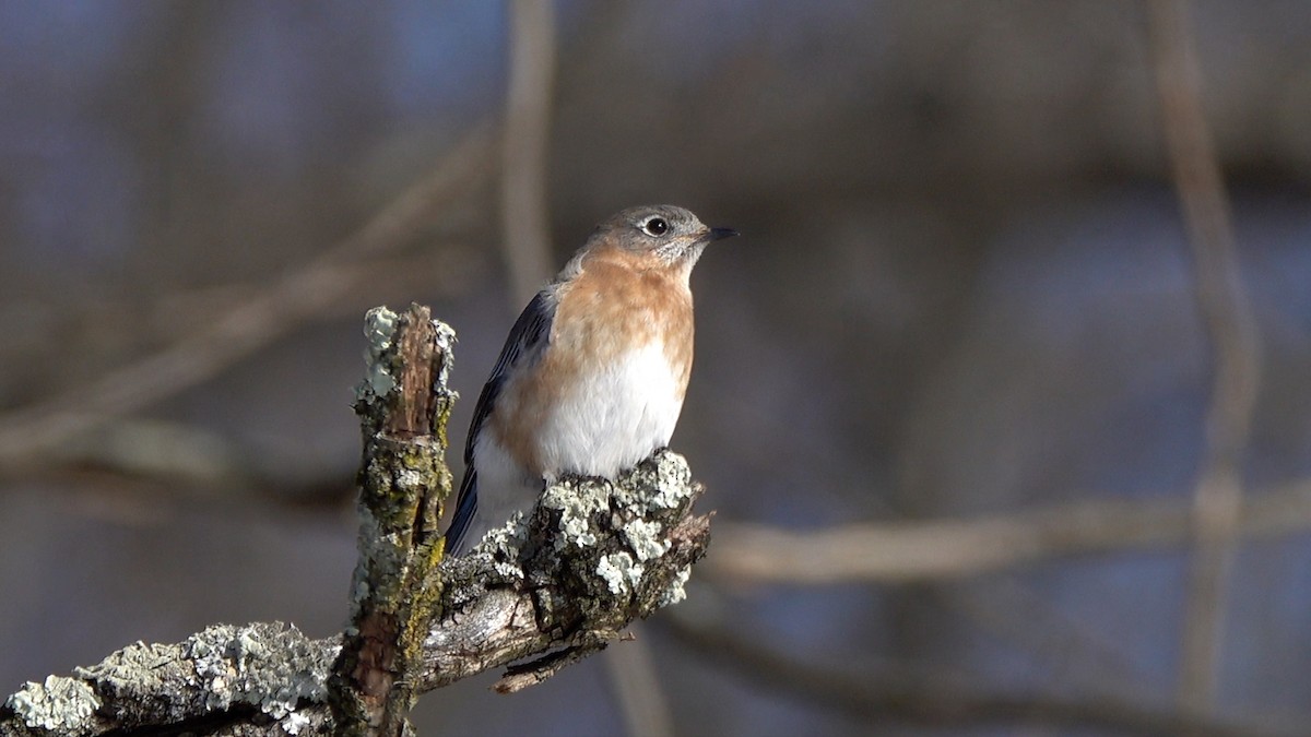 Eastern Bluebird - ML649414185