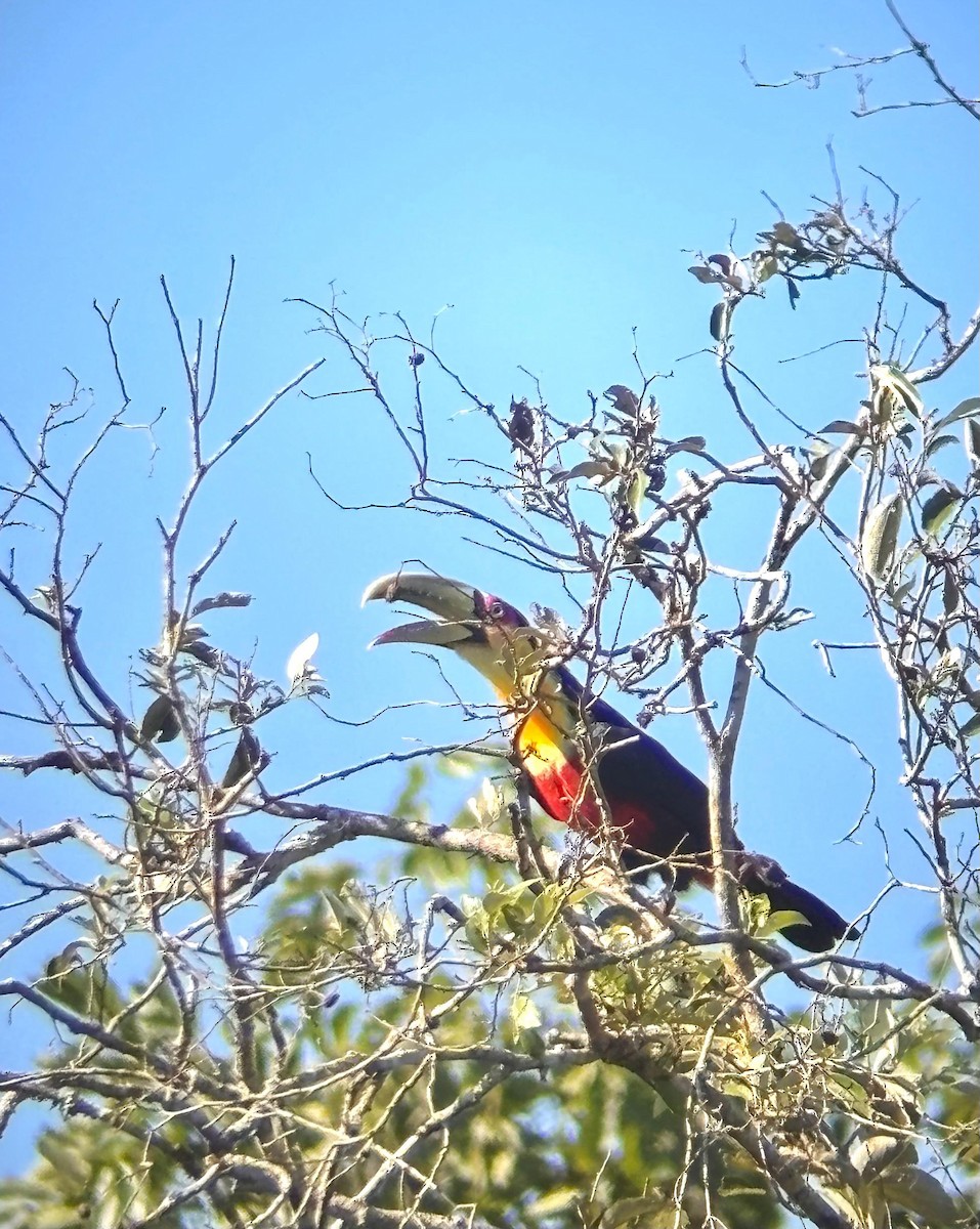 Red-breasted Toucan - ML649414344