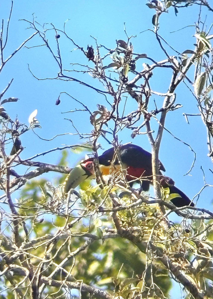 Red-breasted Toucan - ML649414352