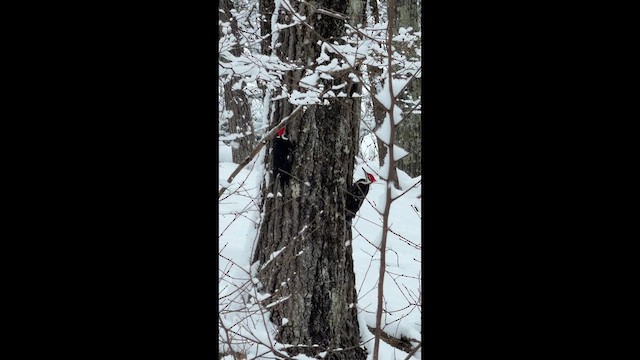 Хохлатая желна - ML649414408