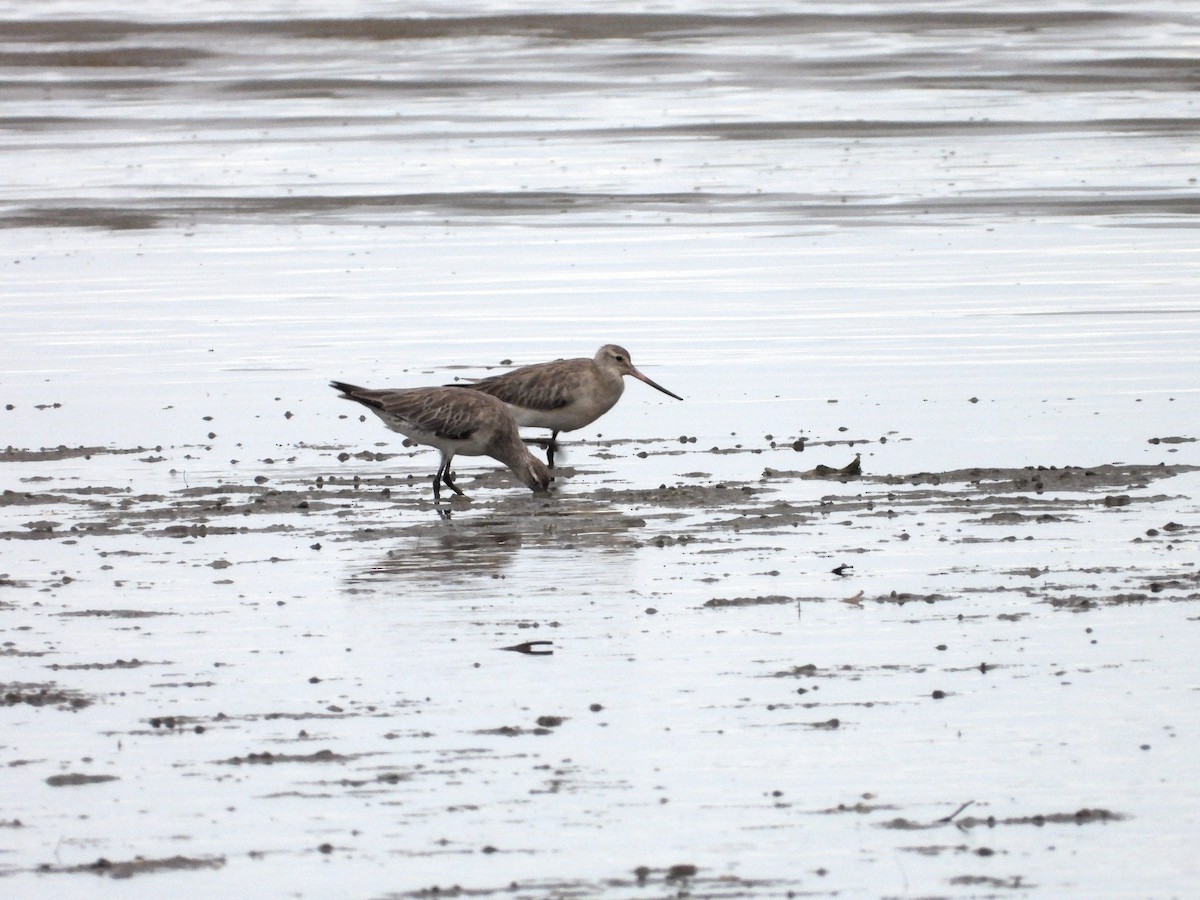 Bar-tailed Godwit - ML649414449