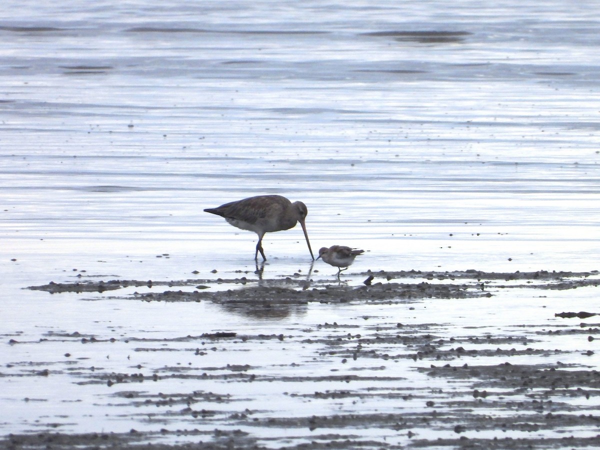 Red-necked Stint - ML649414481
