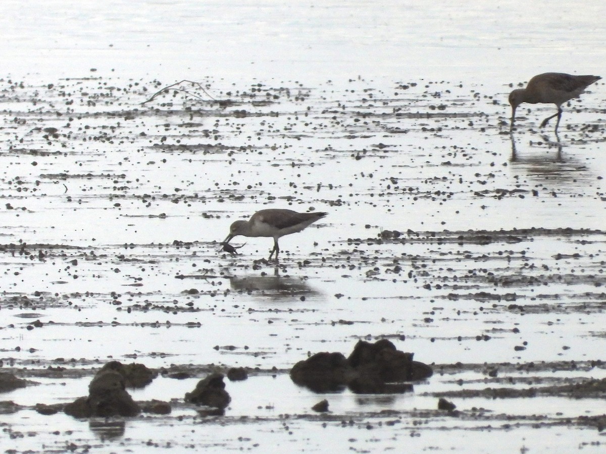 Nordmann's Greenshank - ML649414509