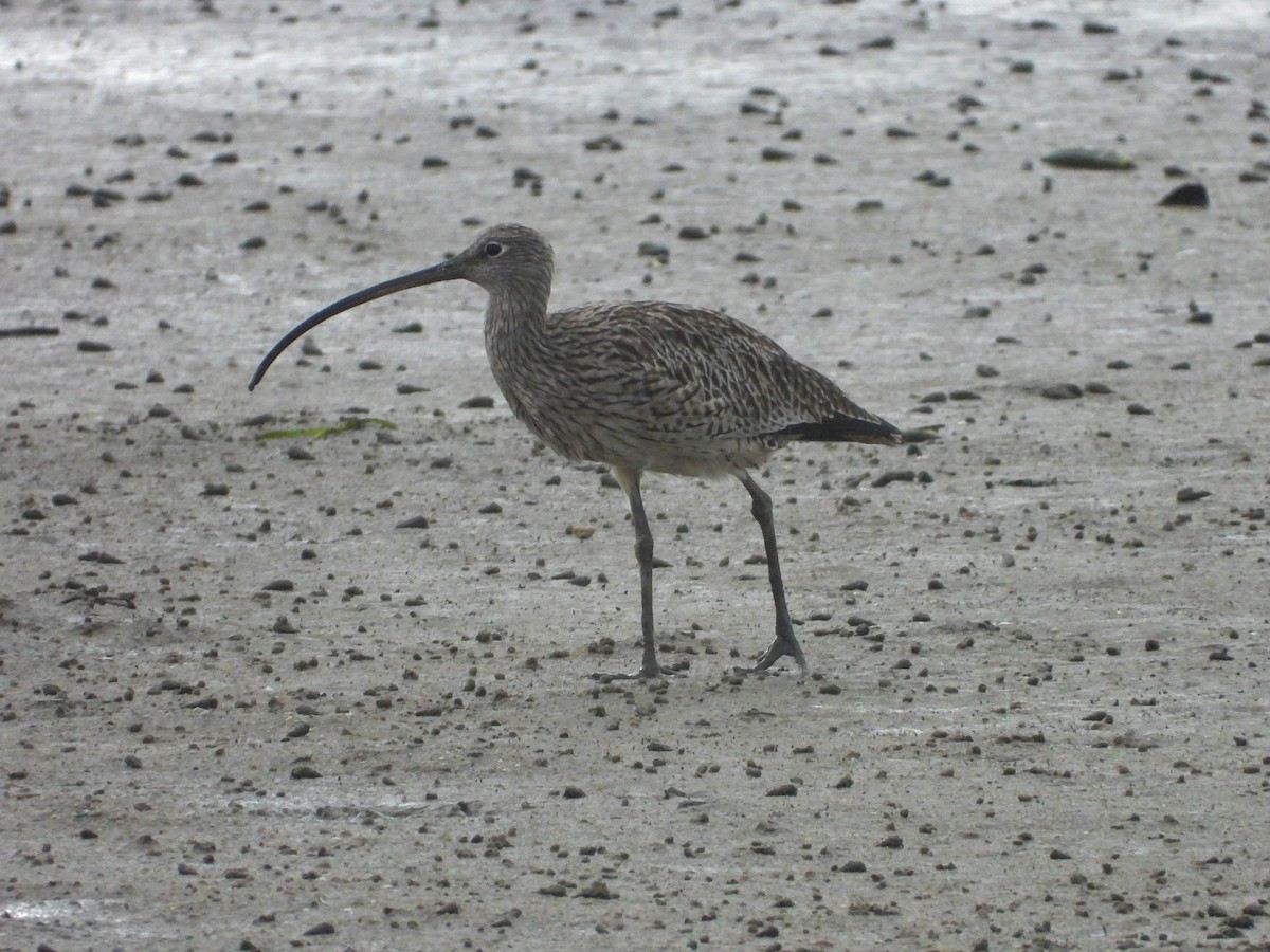 Far Eastern Curlew - ML649414563