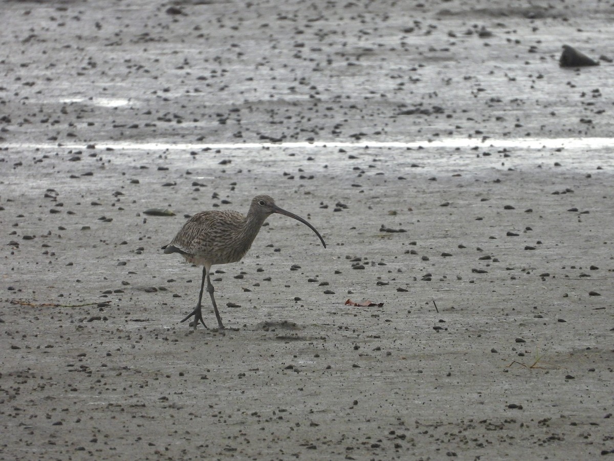Far Eastern Curlew - ML649414571