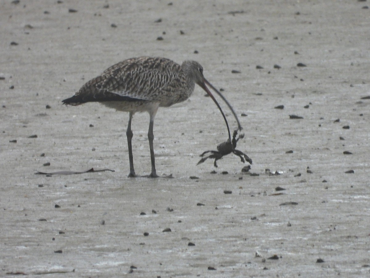 Far Eastern Curlew - ML649414574
