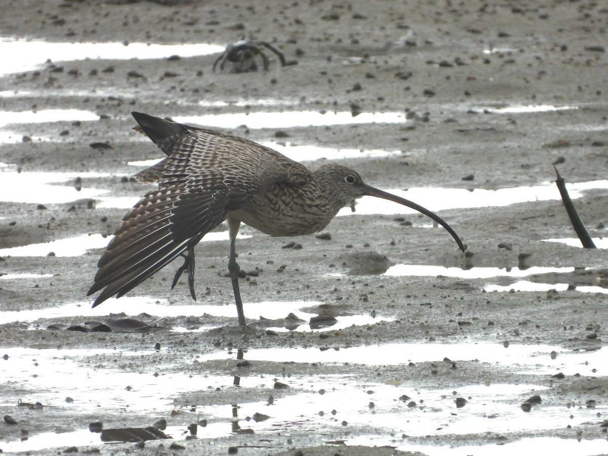 Far Eastern Curlew - ML649414588