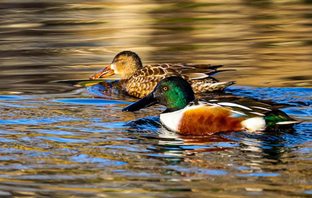 Canard souchet - ML649414615