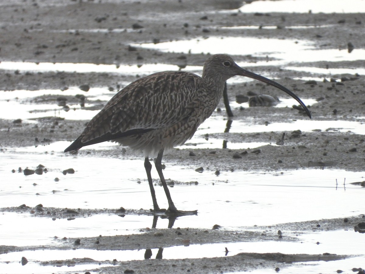 Far Eastern Curlew - ML649414647