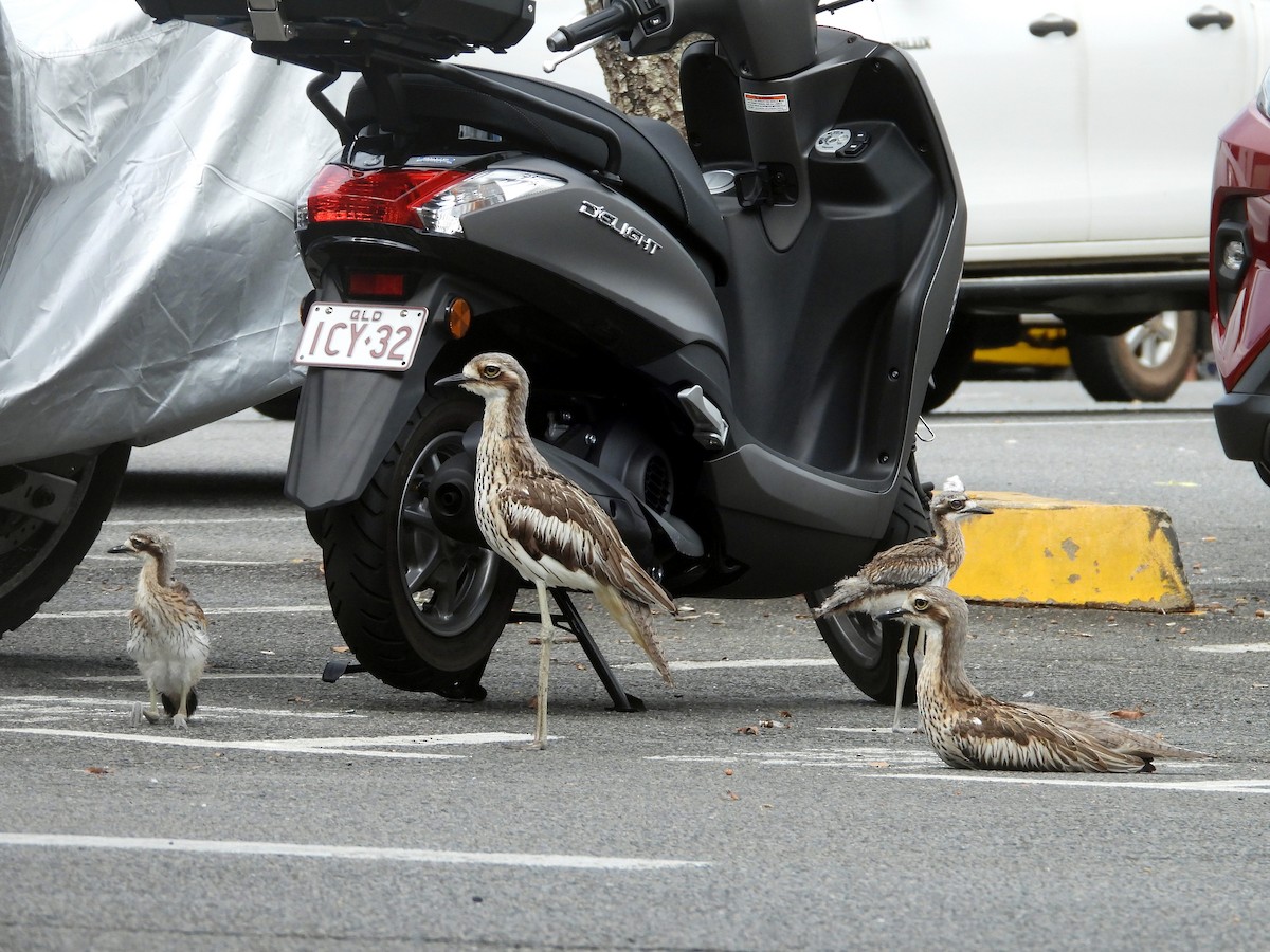 Bush Thick-knee - ML649414698