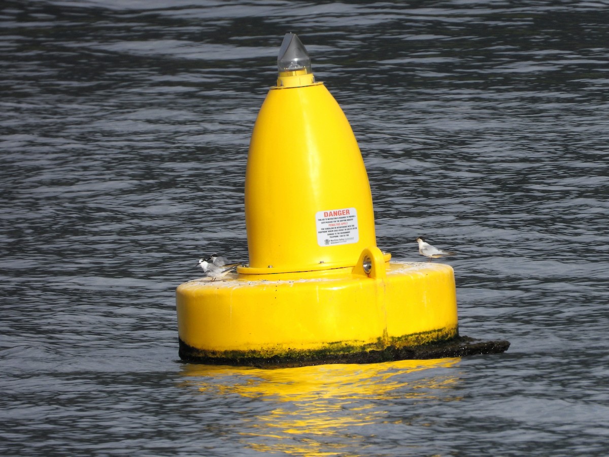 Little Tern - ML649414719