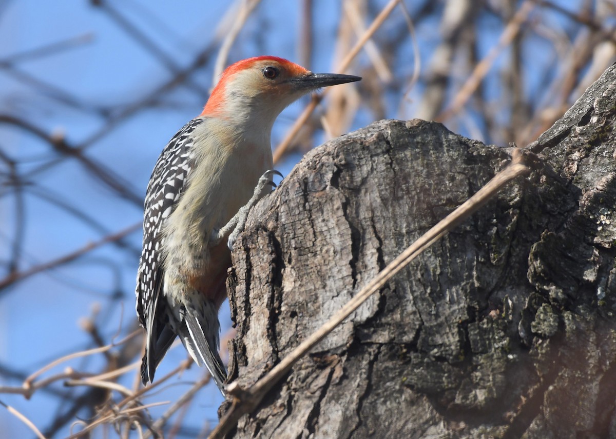 Гіла каролінська - ML649414961