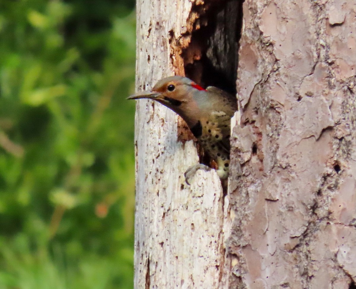 Northern Flicker - ML649415023