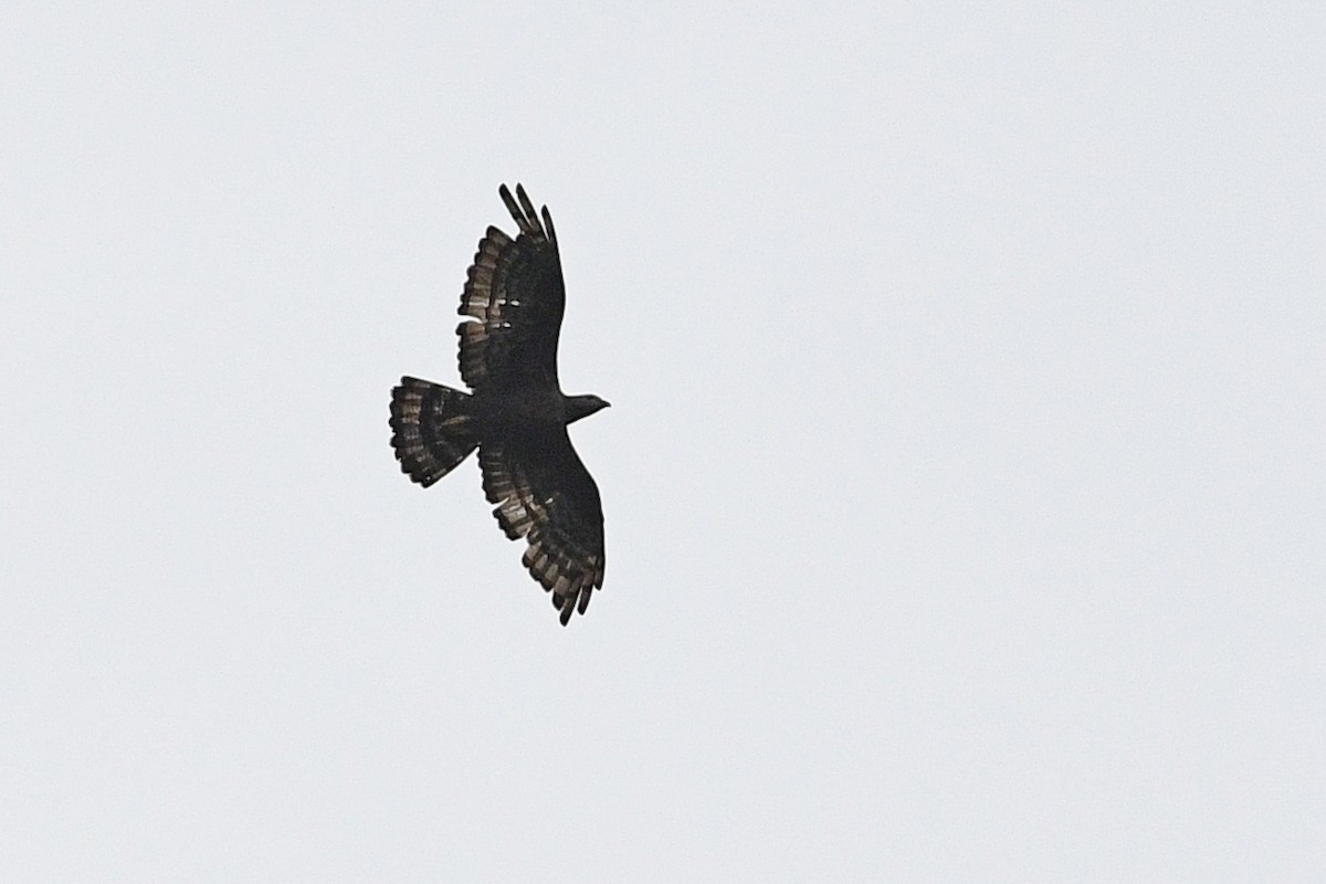 Bondrée orientale - ML649415041