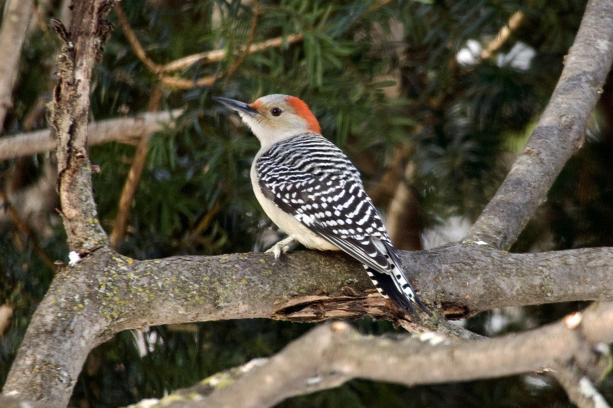 Гіла каролінська - ML649415162