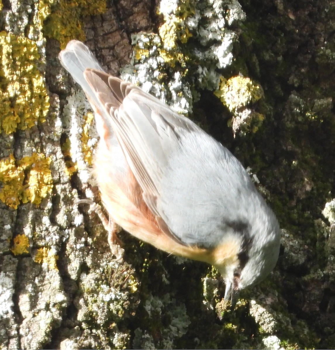 Повзик звичайний - ML649415209