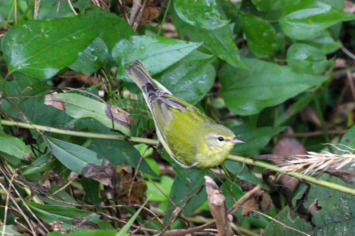 Tennessee Warbler - ML649415223