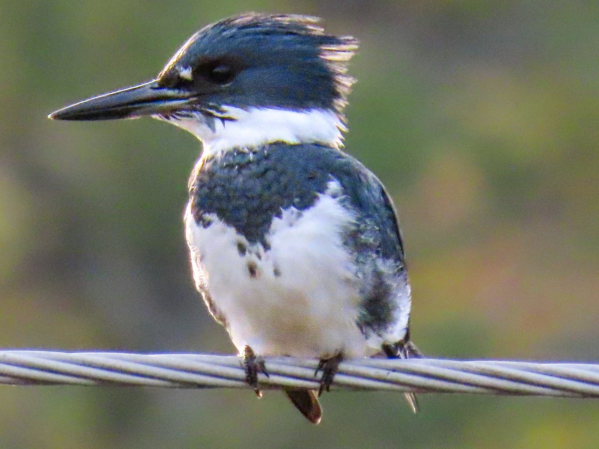 Belted Kingfisher - ML649415474