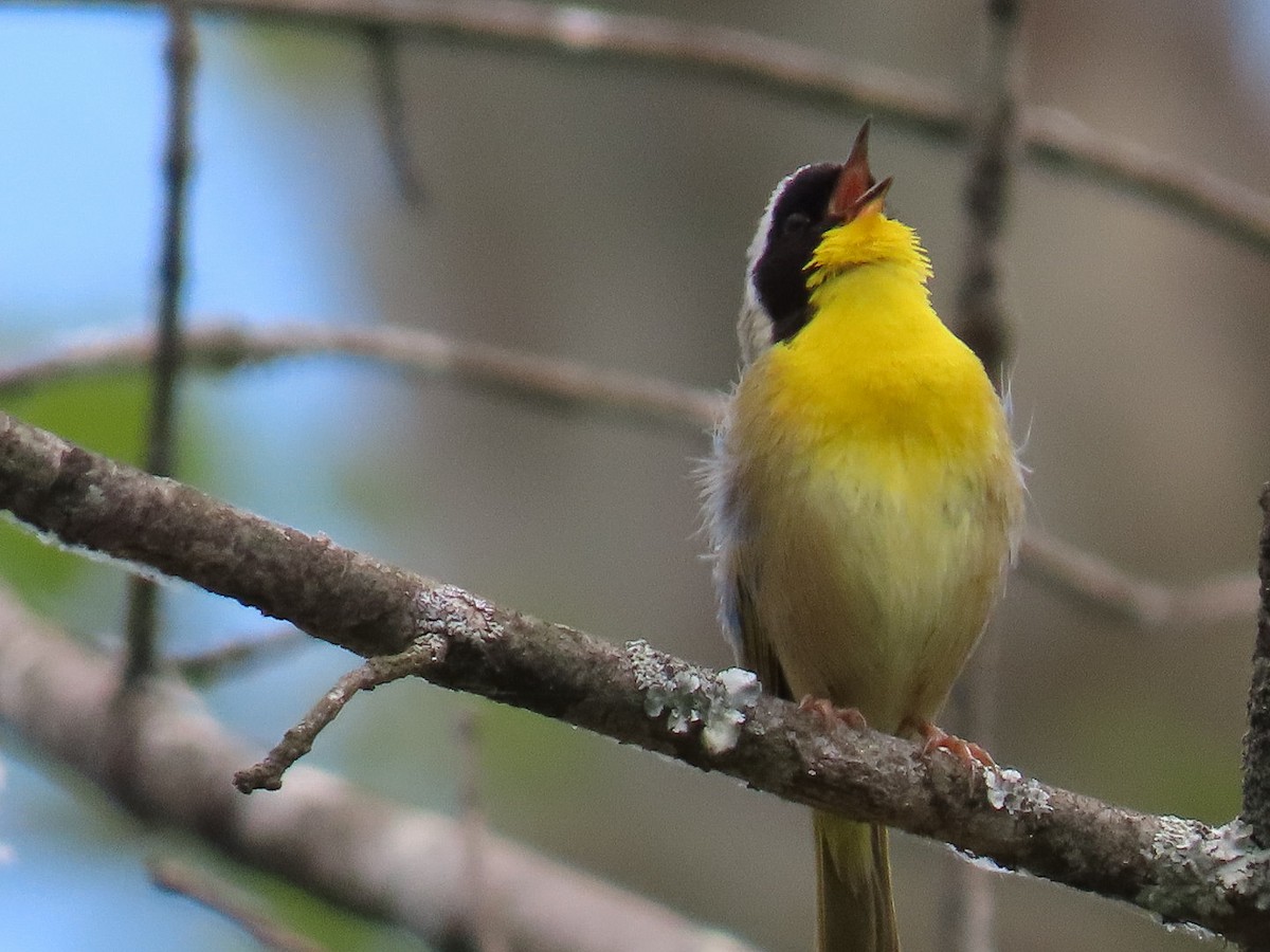 Common Yellowthroat - ML649415518