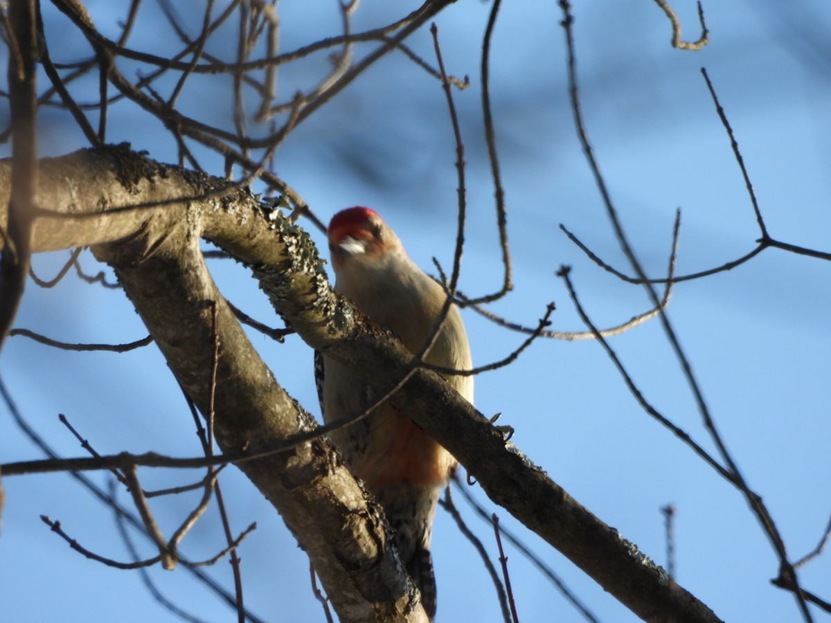 Гіла каролінська - ML649415694